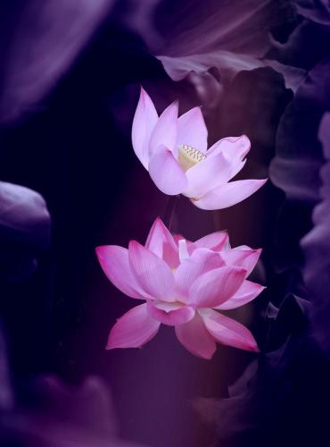 lotus-5292554 1920